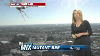 Meteorologist Attacked by Mutant Bee [upl. by Eulalia]