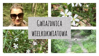 Gwiazdnica wielkokwiatowa cudowna roślina bez ściemniania i sensacji 🌸 [upl. by Oniluap805]