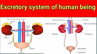 excretory system of human being function of kidneys [upl. by Nomsed]