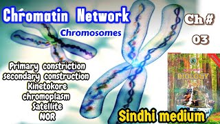 Chromatin Network class 11th [upl. by Adnilra]