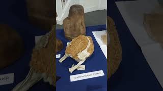 Display during Unveiling Rural Milliners presentation at the Fall Fashion and Textile Symposium [upl. by Varick]