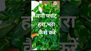 money plant care tipsgarden best plants [upl. by Romonda]