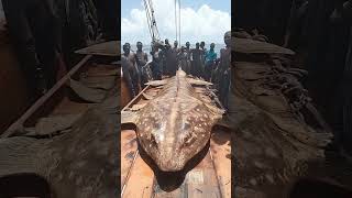 You Wont Believe What Fishermen Caught in the Deep Sea [upl. by Martinez264]