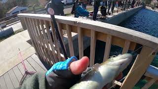 PA Trout Season Opener HD 1080p [upl. by Armalda]