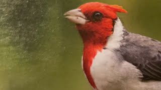 Red Crested Cardinal getting bread at Honolulu [upl. by Cath]