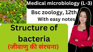 medical microbiology L3 structure of bacteria in hindi knowledge adda lion batch bsc zoology [upl. by Chavey]