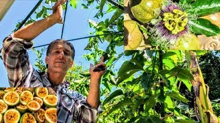 Passion Fruit Vine Frederick  Old vs New Trellis Systems  Nutritional Value  Propagation [upl. by Oitaroh]