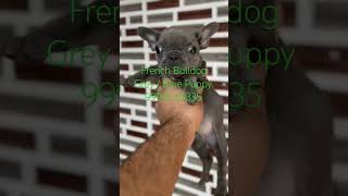 French Bulldog Blue Puppy Sale Hyderabad Telangana Vijayawada Andhra Pradesh Chennai Tamil Nadu [upl. by Anet]