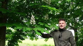 Aesculus hippocastanum l Witte paardenkastanje l Informatie en kenmerken [upl. by Rabkin]