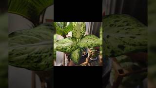 Como regar la DIEFFENBACHIA plantasdeinterior dieffenbachia amoena [upl. by Ahsertal]