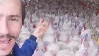 Man Talks To Flock Of Turkeys [upl. by Weiler85]