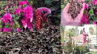 Daily vlogAzalea ko lagi kun mal sabai bhanda best hunchavillagelife vlogmanjuzfarmstay6123 [upl. by Eecak]