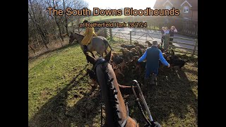 The South Downs Bloodhounds at Rotherfield Park 28 1 24 [upl. by Asle]