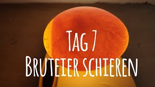 Projekt Hühnerhaltung Tag 7  Bruteier durchleuchten  schieren 🥚🐣🐥 Die GartenFarm [upl. by Buddy299]