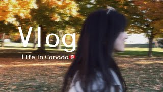 留学vlog6  加国的秋：去多伦多吃韩料 逛逛Yorkdale  巴塞罗那熊拆箱 壁球初体验  在家吃火锅 枫叶红了 [upl. by Marissa]