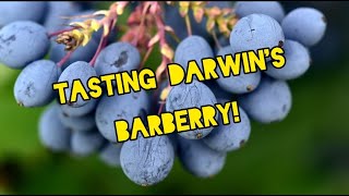 Berberis darwinii fruit tasting [upl. by Gan]