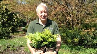 Fern Dryopteris wallichiana Jurassic Gold in Bowdens Gardens [upl. by Marna]