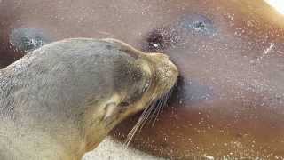 Baby sea lion eats mums milk at Galapagos [upl. by Bartle]