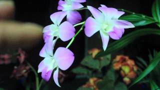 ALL ABOUT DENDROBIUM ORCHIDS  Phalaenopsis and Nobile [upl. by Enyrhtac]