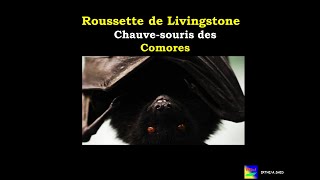 Roussette de Livingstone Chauvesouris des Comores [upl. by Aruasi]