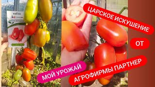 Томат ЦАРСКОЕ ИСКУШЕНИЕ от ПАРТНЕРпоказываю свой урожайДАЧА УДАЧИ [upl. by Ainitsirk]