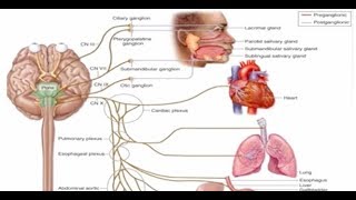 e181 Preview Esophageal Dysphagia  Evaluation amp Treatment Options [upl. by Htebazile]