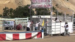 Ostrich Racing at Virginia City [upl. by Anaerdna]