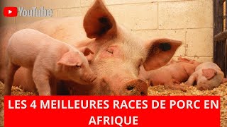 Top 4 des meilleures races de porcs en Afrique [upl. by Amimej]