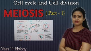 Meiosis  Part 1  Prophase 1  Cell cycle and Cell division  Class 11 biology  NEET AIIMS [upl. by Einuj]