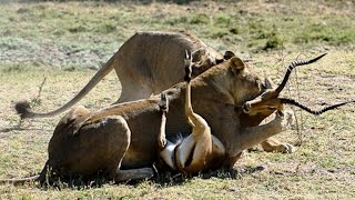 Lions Kills Impala Deadliest killers Hunger Race by Monetrio AnimalFightClub [upl. by Yvad320]