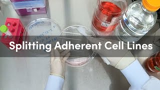 How to Split Adherent Cell Lines StepByStep Demonstration  CST Tech Tips [upl. by Levina745]