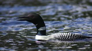 Relaxing Loon Call At Night Common Loon Call [upl. by Ainud594]