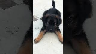 Gsd puppy barking and playing germanshepherd cuteanimal puppy cutepet pets germanshepherd [upl. by Chenee]