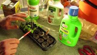 When to First Fertilize Your Tomato Seedlings with Liquid Fertilizer  The Rusted Garden 2014 [upl. by Ardussi]