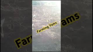 Yam farming Kenya [upl. by Weir]