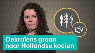 Hoe het Oekraïense graan vooral naar koeien ging • Z zoekt uit [upl. by Harald]