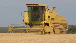 New Holland Clayson 8070  Maaidorsen  Mähdreschen  Grain Harvest  Netherlands [upl. by Nagam]