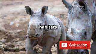 Scientific name Diceros bicornis African rhinoceros [upl. by Adien]