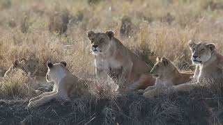 Exploring the Serengeti A Lions Journey [upl. by Haididej]