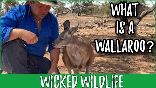 The Wallaroo  Australias Most Wide Spread Macropod [upl. by Aronaele976]