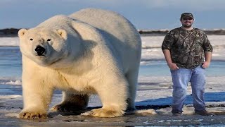 The biggest Polar bear in the world [upl. by Ondine]