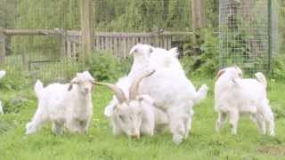 Cashmere Goats [upl. by Weldon]