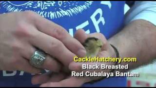 Black Breasted Red Cubalaya Bantam Chicken Breed [upl. by Martelli]