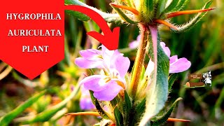 Rare Hygrophila auriculata Plant Nature Speakz [upl. by Ho]