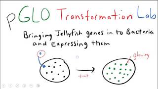 pGLO Bacterial Transformation Lab [upl. by Harlan]