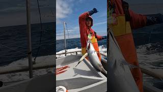 Albacore Tuna FISHING Welcome Aboard CHARLIE yakventures tunafishing albacore [upl. by Uohk]