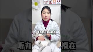 虎哥，那个两脚兽为什么叫你咪咪啊新手养猫 猫咪名字 咪咪 宠物知识 科学养猫 [upl. by Eerbua]