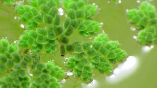 azolla tiny aquatic fern time lapse with Canon SX1 and pclix [upl. by Noreg780]