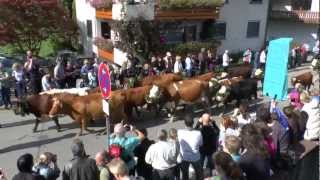 Viehabtrieb der Erlenbacher Weidengenossenschaft in Oberried 2012 [upl. by Mirak337]