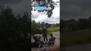 Enormous alligator spotted walking near Florida school [upl. by Balliol496]